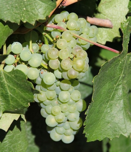 Winemaking