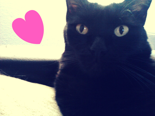 Sexy Cat Sierra / 6 years / Loving fresh clean litter boxes / Whisker Lickin's Chicken Flavor Treats (yum) / I follow back / =＾● ⋏ ●＾=