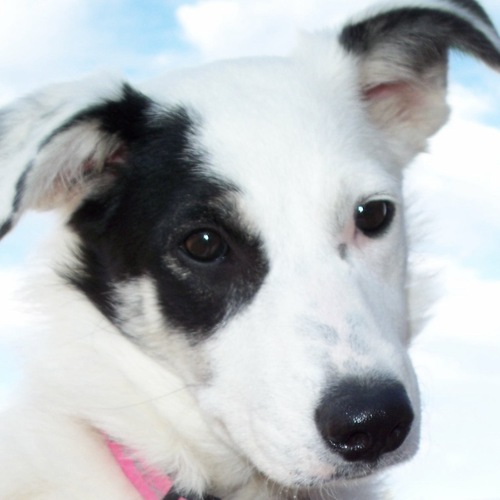 Hi! I’m a smart Border-Aussie, and dog tricks are my thing! Follow me on my adventures, and check out my awesome tricks!