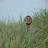 andywhall's profile image