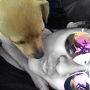 Karla Page - @thegigglyone - Twitter