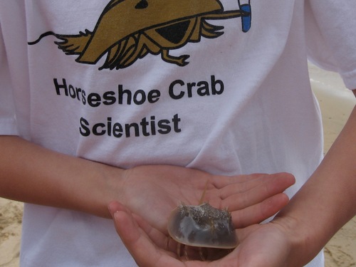 We raise horseshoe crabs for release back into the Chesapeake Bay. Crabs relelased to date: 150