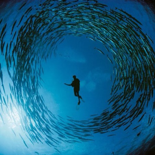 #filmmaker / Underwater #DP