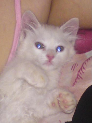 femme combler aimante gentille et adore les chats