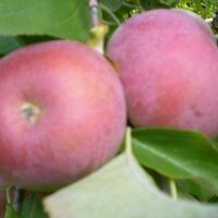 Fruta de Toro (@frutadetoro) 's Twitter Profile