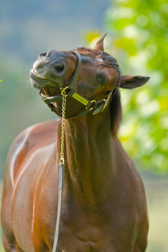 The stud of the Hunter