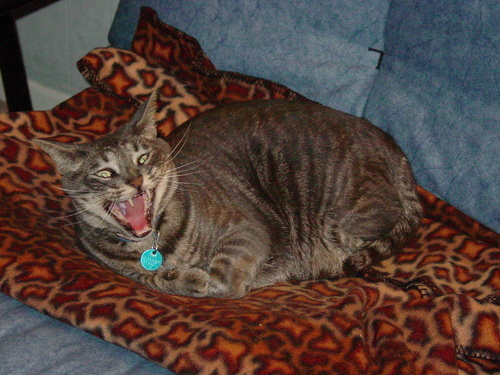 zviadist's profile picture. 