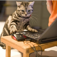 Amelia Wittbeck (@hanissee) Twitter profile photo