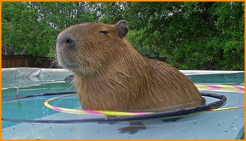 Car0linaSant0s's profile picture. 