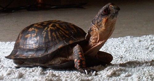 49 year old Terrapene (land  turtle)