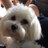 Ginger_maltese's profile image