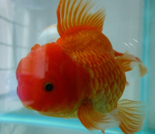 金魚と暮らす主婦 (飼育2011年1月)