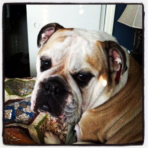 fernobaggins's profile picture. 