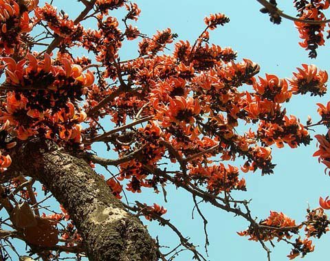 madhuprana's profile picture. I am an Indian and I am proud and thankful to be one. 😊