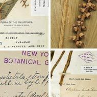 IH is an on-line guide to the world's herbaria.  Updates are tweeted as they are made to the database.