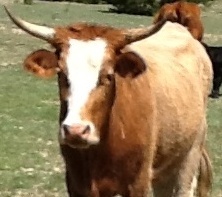 Love my 'Horns, Cowboys & Rangers.  Son, father, grandfather & husband...farming, ranching & raising cattle my passion.