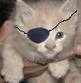 eyepatchkitten's profile picture. 