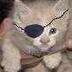eyepatchkitten's profile picture. 