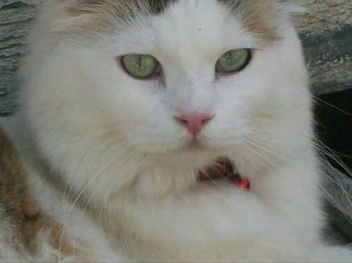 I am a feline, obviously the communicator is human.