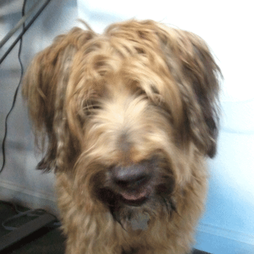 IPWatchdogBark's profile picture. Artist and businessman who stands up for Intellectual Property Rights! Steal and get bitten!