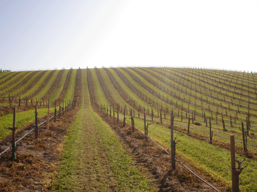 Farmer Head-pruned Zinfandel, Petite Sirah, Tannat, Mourvedre, Grenache, Syrah All goes to Four Vines in Paso Robles