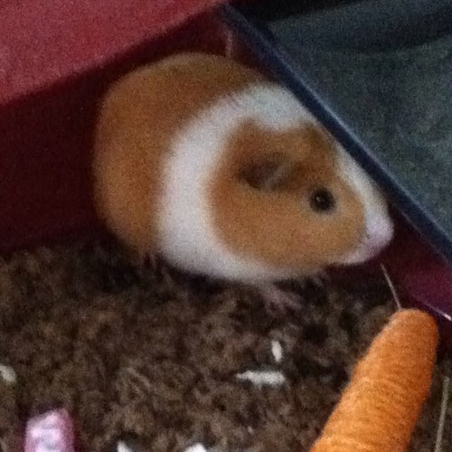 rockey67890's profile picture. 