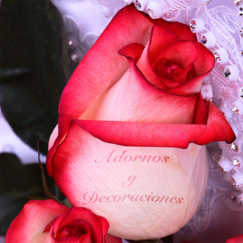 Empresa dedicada a la creación de adornos florales personalizados, con impresión digital sobre pétalos.