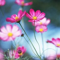 Ptit Soleil (@ptitsoleil1) 's Twitter Profile Photo Ptit Soleil (@ptitsoleil1) 's Twitter Profile Photo