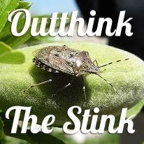 Information on how to combat stink bugs, pointing you to effective products, methods or services.
