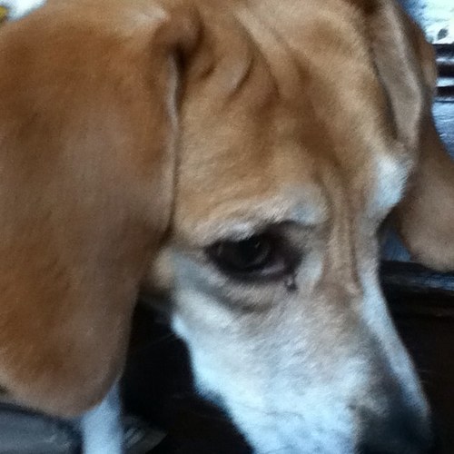 sambronidog's profile picture. i do doggy stuff this account is based on my dog.also gollow @kpd970