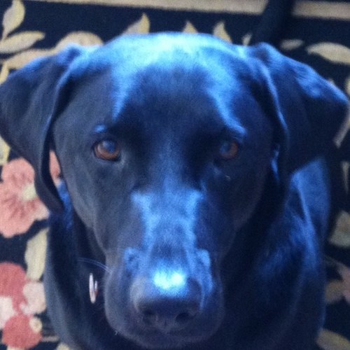 johncima's profile picture. 