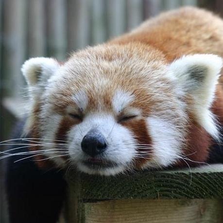 Starry_RedPanda's profile picture. Just me being me?