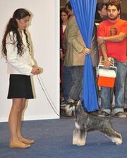 BREEDER & PROFESSIONAL HANDLER * Breeder specializing in Havanese, Miniature Schanuzers and Newfoundlad. * Services: Boarding-Grooming-Trainnig-Handling