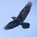 Joy Manning - @AlexaRaven - Twitter