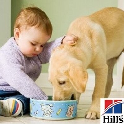 hill's science diet labrador