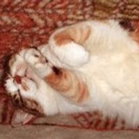 ねこ助店長 (@newnekosuke) 's Twitter Profile