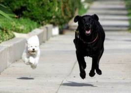 Canine Cleanse is a dietary supplement that supports your dogs health and helps removes toxins that hes exposed to daily.