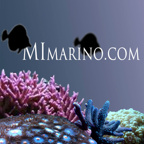 Nuevo foro dedicado a la acuariofilia marina