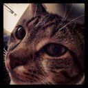 jessica landeros - @hilltoppets - Twitter