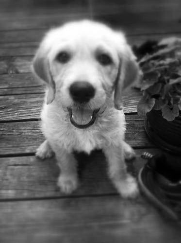 ExponentialTech's profile picture. c'mon...who doesn't love a new puppy?