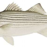 Montauk Fishing (@fishmontauk) 's Twitter Profile