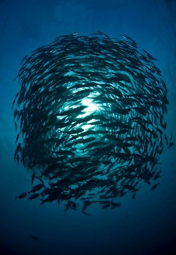 GiliDive's profile picture. Diving at Gili Islands can be a magical experience for young and old.