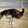 MayorMGF's profile picture. I'm not really an ostrich!