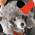 TVくん (@bowwow_tv) Twitter profile photo TVくん (@bowwow_tv) Twitter profile photo