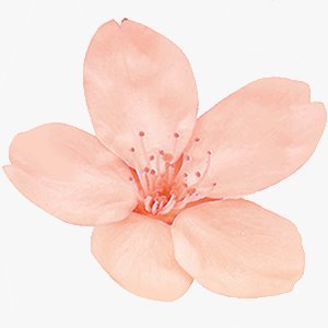 ホームページに女性らしさをデザインするWEB制作会社です。
web制作に関する情報をお届け致します。