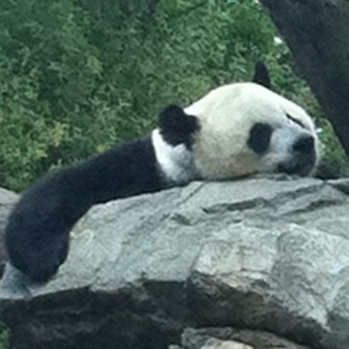 allirudoy's profile picture. Nothing if not critical.