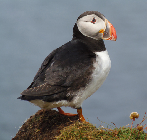 My bridge camera photos of birds, other wildlife and the great outdoors, from #Orkney (all photos copyright Orknithology 2012–2024). #Nikon #P1000 and #P900