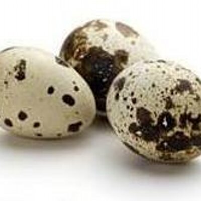 Penjual Telur Puyuh SiPuyuhSuper Twitter Penjual Telur Puyuh SiPuyuhSuper Twitter
