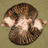 nuttall's profile image