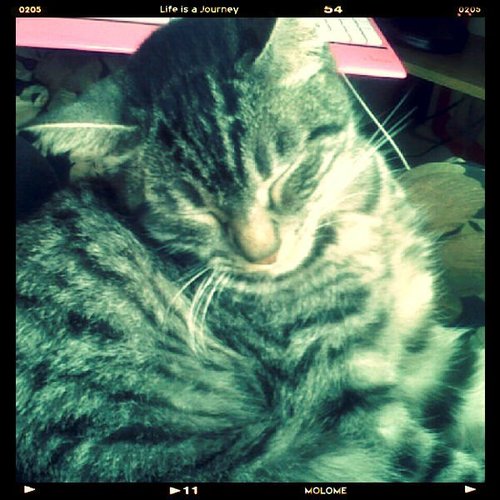 la gatita más tierna in the world miauuuu